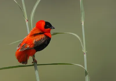 Orange Bishop
