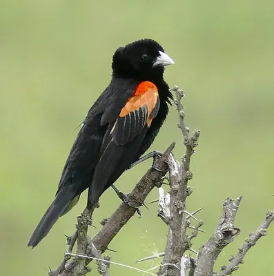 Red-shouldered Whydah