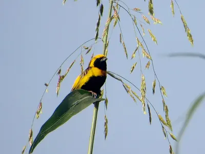 Yellow-crowned Bishop
