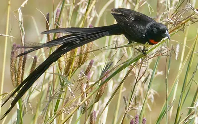 Red-collared Whydah