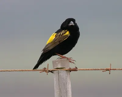 Yellow Bishop