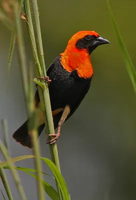 Black-winged Red Bishop