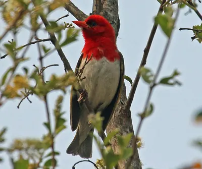 Red-headed Weaver
