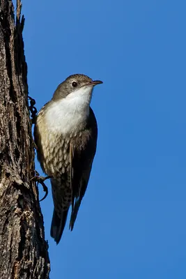 White-throated Treecreeper