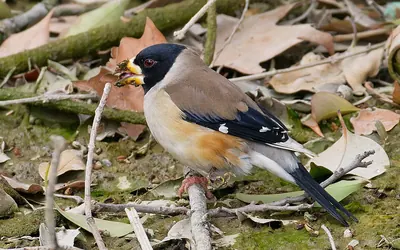 Chinese Grosbeak