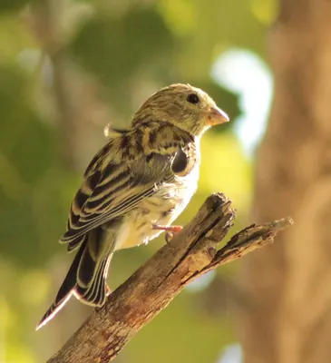 European Serin