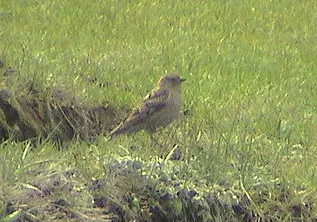 Plain Mountain-Finch