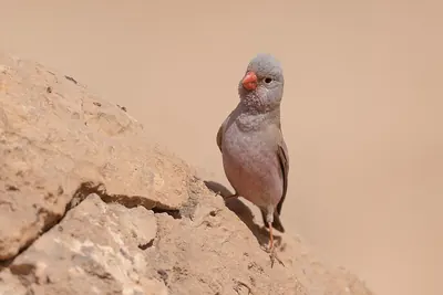 Trumpeter Finch