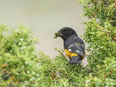 White-winged Grosbeak