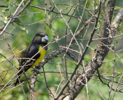 Spot-winged Grosbeak