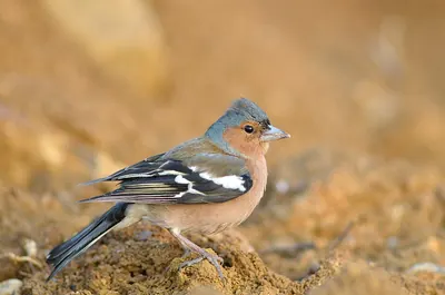 Eurasian Chaffinch