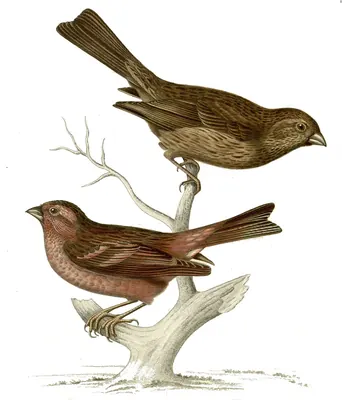 Schmuckgimpel