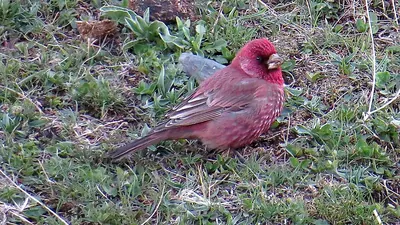 Spotted Great Rosefinch
