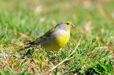 Citril Finch