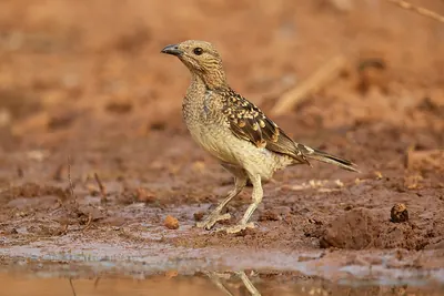 Grijsnekprieelvogel