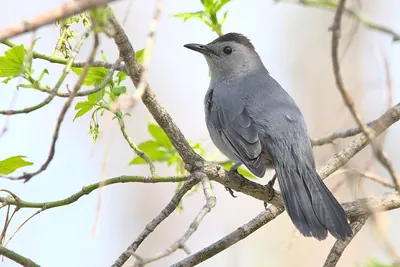 Grey Catbird