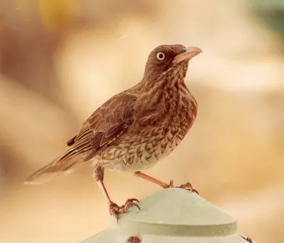 Pearly-eyed Thrasher