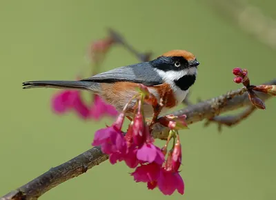 Black-throated Bushtit