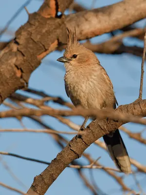 Chirruping Wedgebill