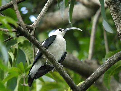 Sicklebill