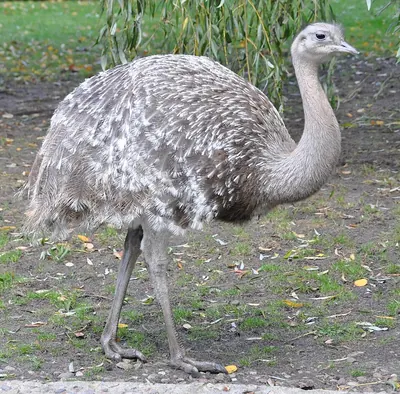 Lesser Rhea