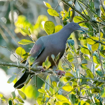 Pigeon simple