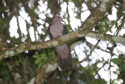 Short-billed Pigeon