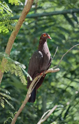 Pigeon à cou rouge