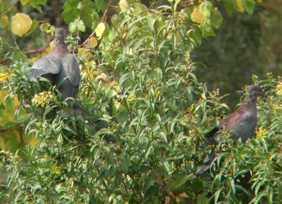 Chilean Pigeon