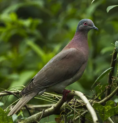 Pale-vented Pigeon