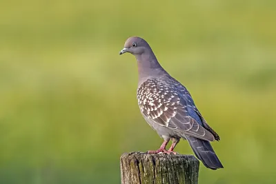 Spot-winged Pigeon