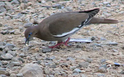 White-winged Dove