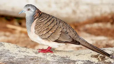 Bar-shouldered Dove