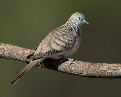 Peaceful Dove