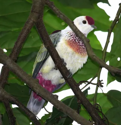 Many-colored Fruit Dove
