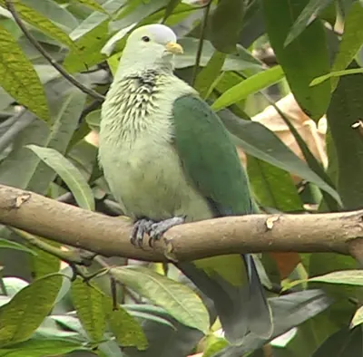 Grey-green Fruit-dove