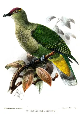 Crimson-crowned Fruit Dove
