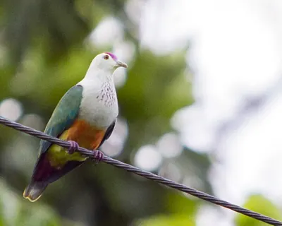 Tilopo de las Palau