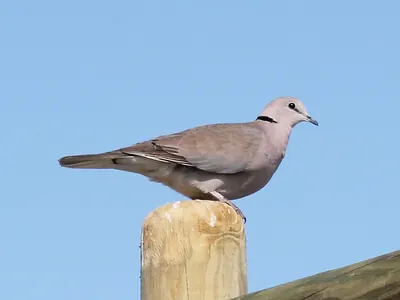Ring-necked Dove