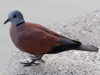 Red Collared Dove