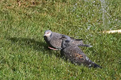 Dusky Turtle Dove