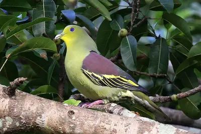 Pompadour Green Pigeon