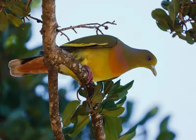 Orange-breasted Green-pigeon