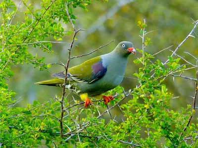 African Green-pigeon