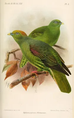 Taiwan Green-pigeon