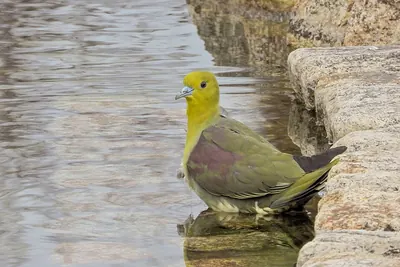 White-bellied Green-Pigeon