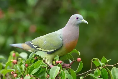 Pink-necked Green-Pigeon