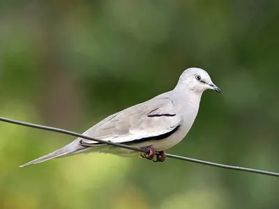 Picui Ground Dove