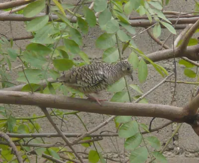 Scaled Dove