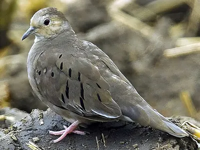 Ecuadorian Ground-Dove
